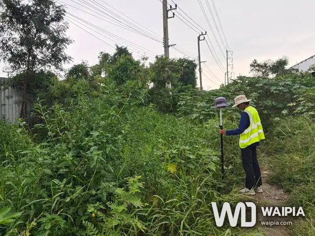 ช่างสำรวจถือเสาเครื่องรับ GNSS ในแนวข้างทางที่พืชปกคลุม